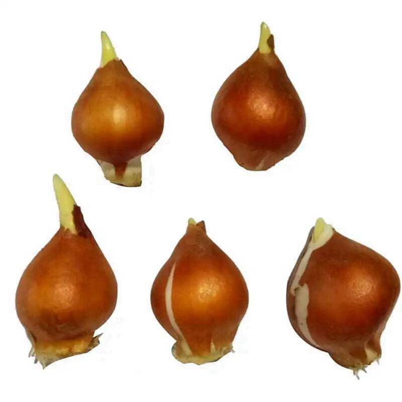 郁金香栽培方法<strong></p>
<p>栽培
</strong>，新手也能輕松學(xué)會(huì)！:栽培
