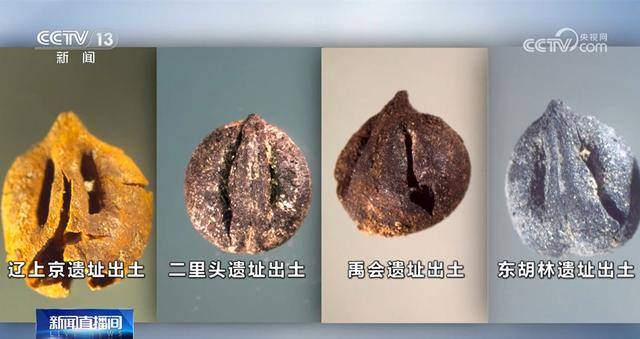 科技考古印證二里頭遺址銅礦來自晉南 青銅時(shí)代先民或已栽培本土葡萄屬植物:栽培
